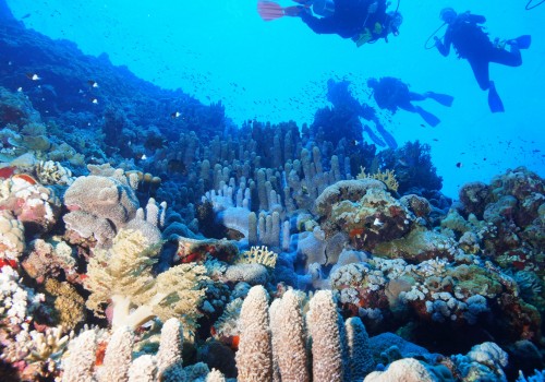 Tauchgang im Roten Meer beim Schiffswrack Thistlegorm