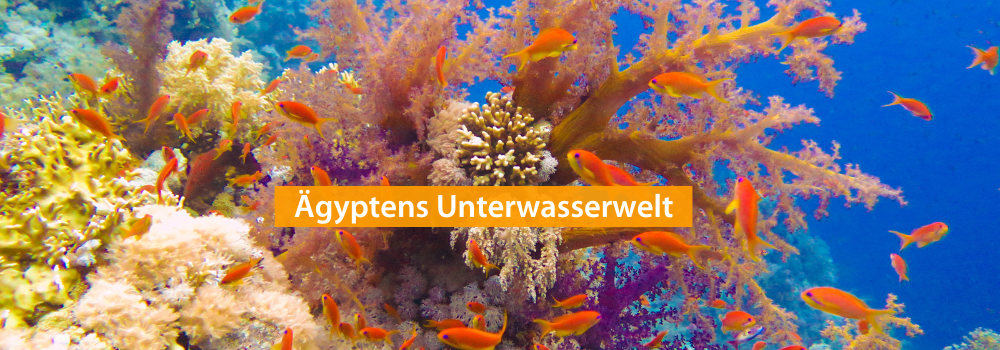 Ägyptens Unterwasserwelt
