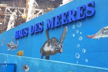 Grafitti mit Puppi der Meeresschildkröte vor dem Haus des Meeres