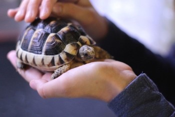 Kleine Schildkröte in der Hand