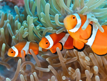 Anemonenfische verstecken sich im Roten Meer