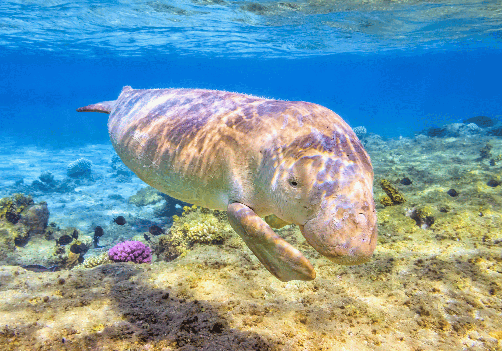 Mit etwas Glück kannst du beim Schnorcheln in Ägypten einem Dugong begegnen