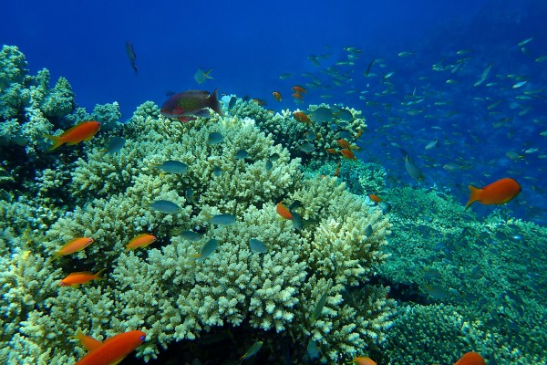 Ras Mohammed Nationalpark ist ideal für Schnorchelausflüge