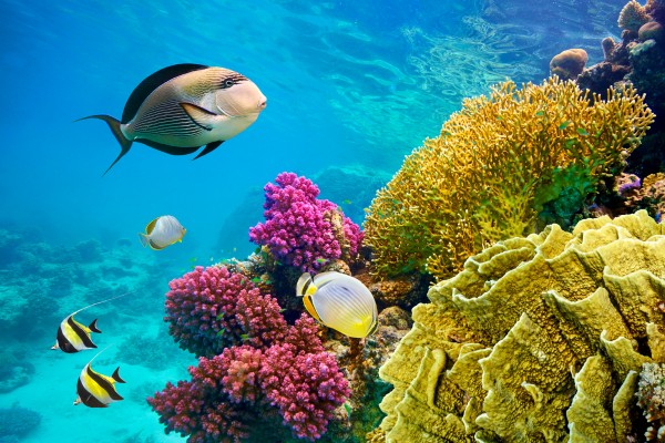 Unterwasserwelt am Roten Meer